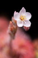 květ Drosera kaieteurensis